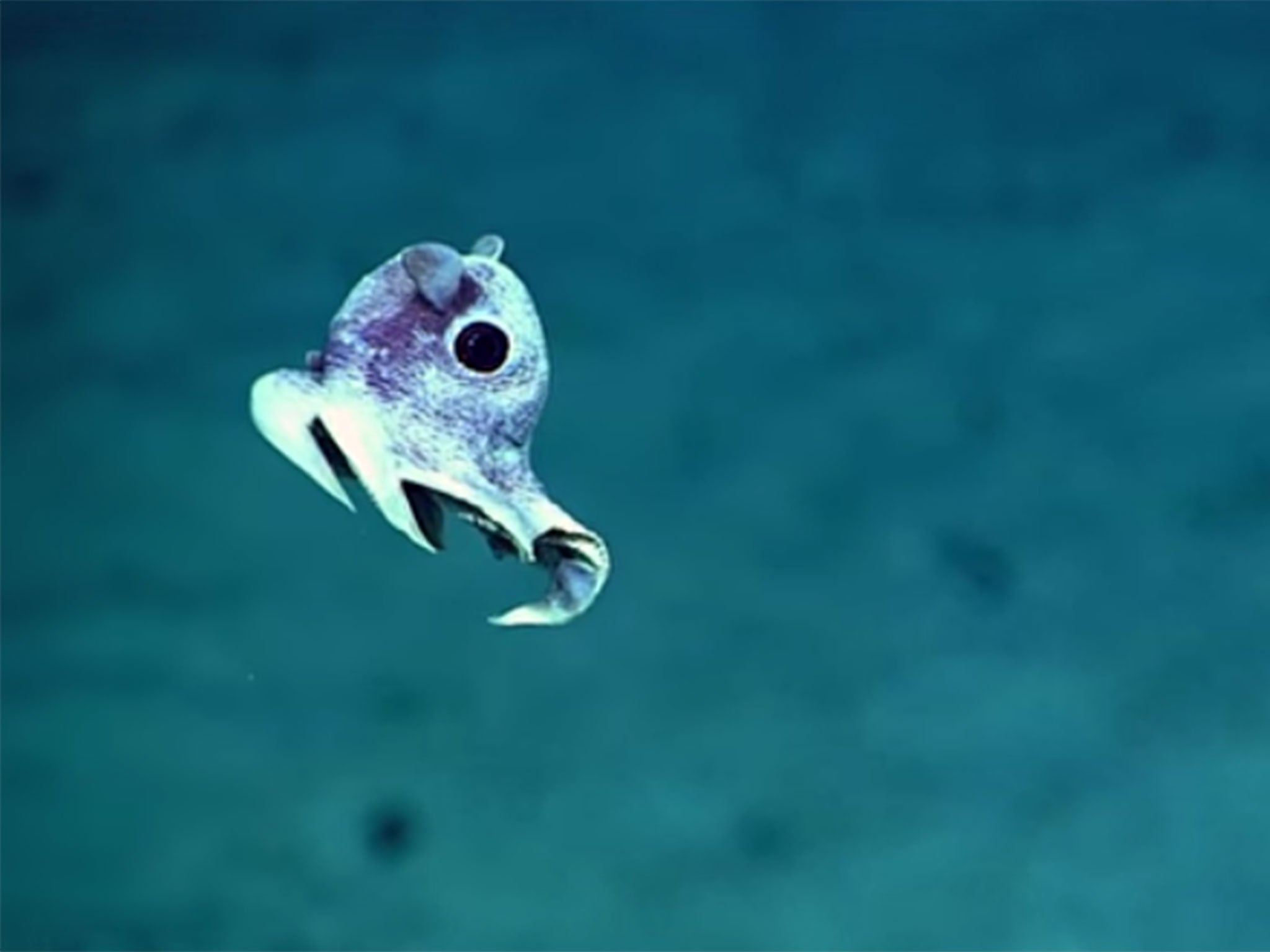 Incredible images of undiscovered deep sea creatures released after Puerto  Rico ocean floor expedition - video | The Independent | The Independent