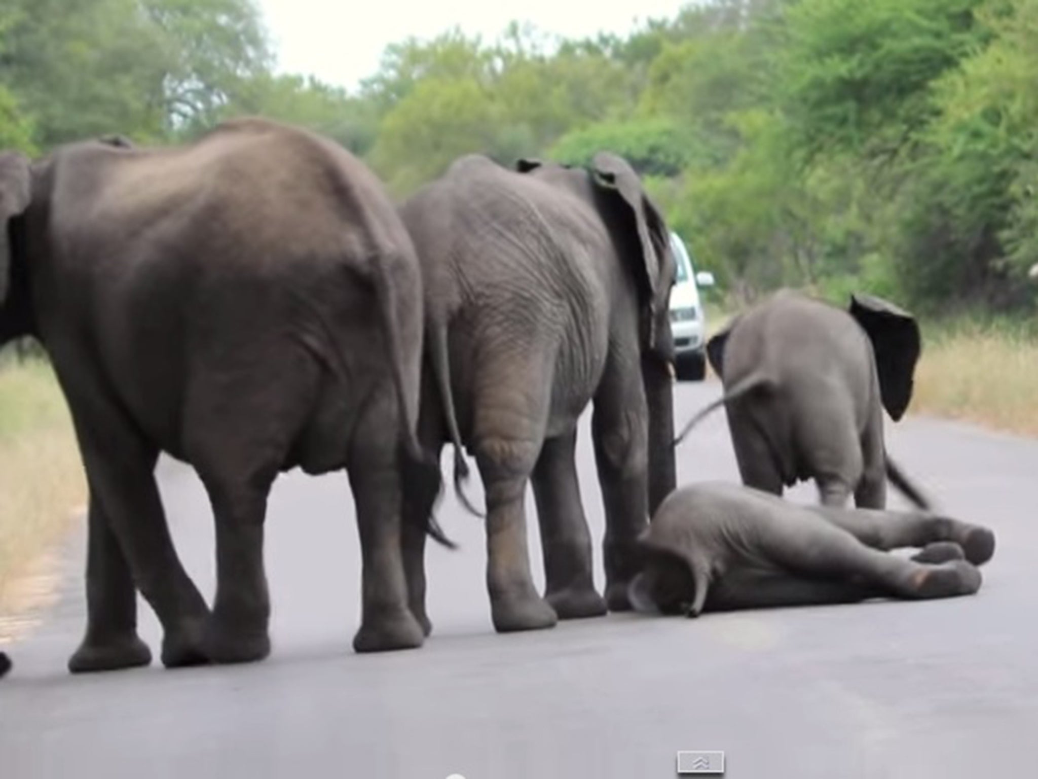 Young elephant saved by herd of elephants