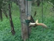 Watch hungry squirrel get sent spinning on ‘booby-trapped’ bird feeder
