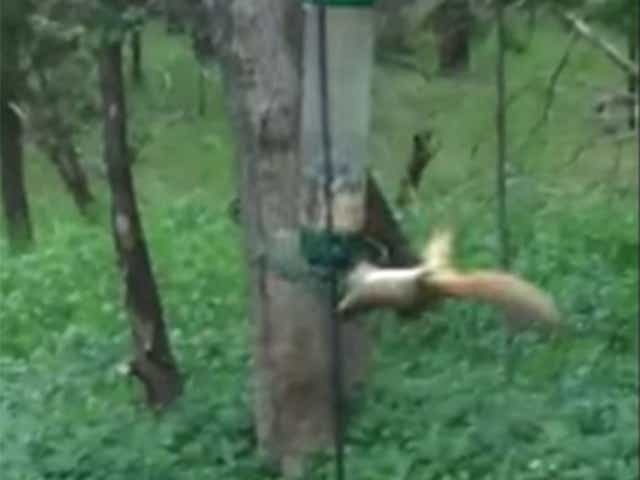 Squirrel being swung around on booby-trapped bird feeder