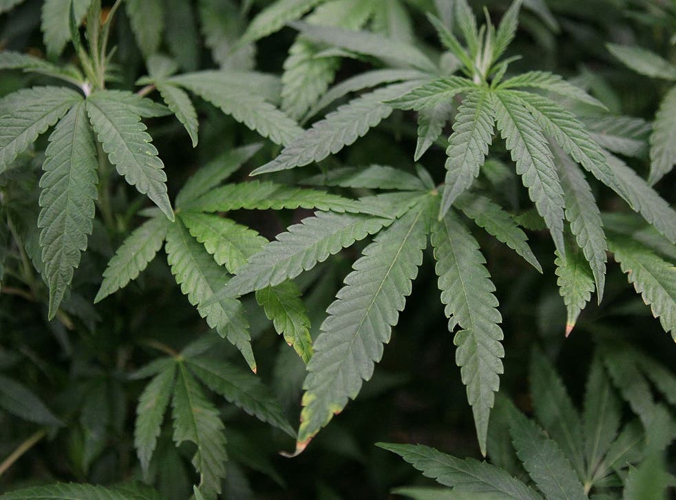  Leaves of a mature marijuana plant 