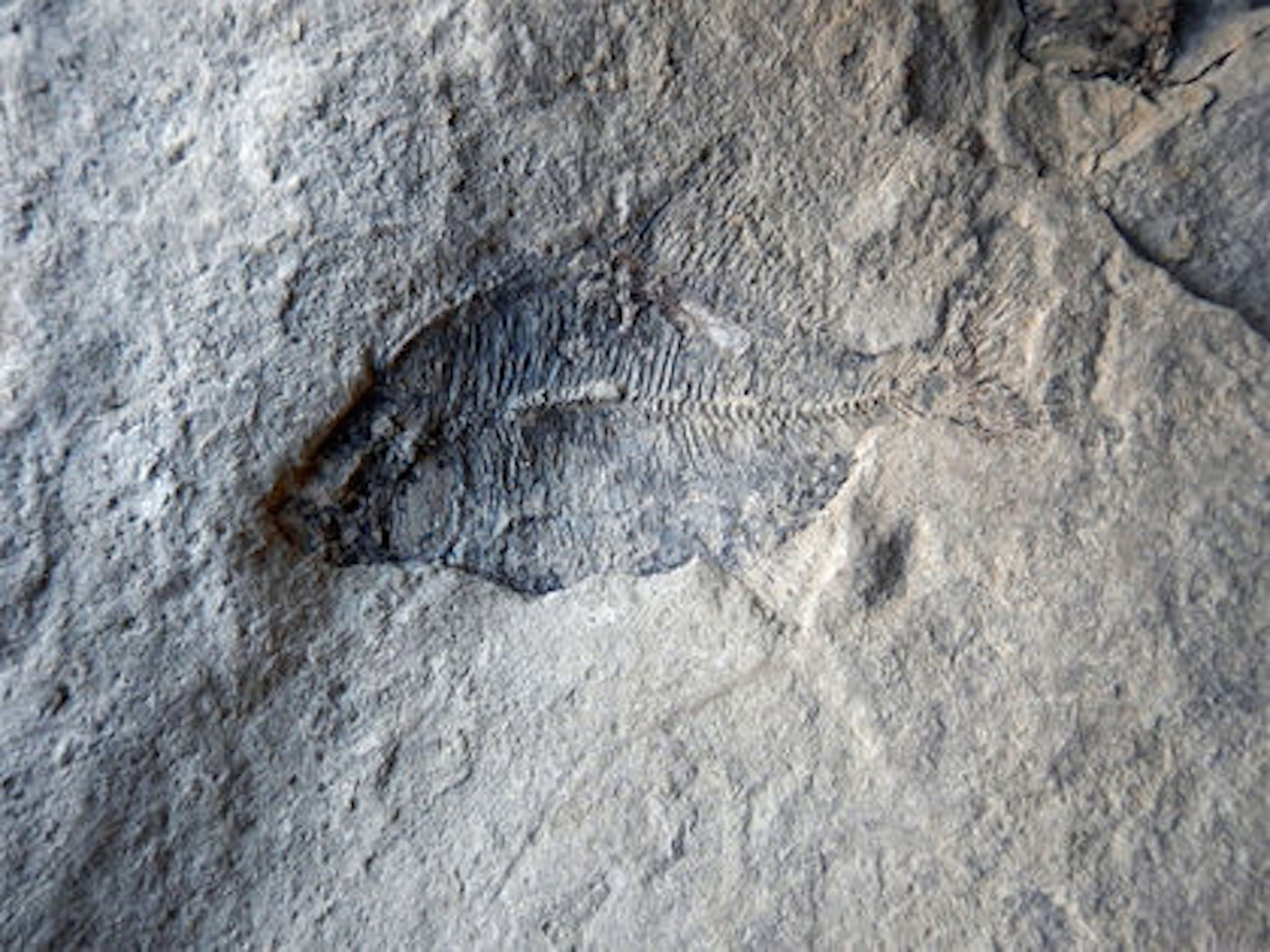 Five fish were found in a block of sandstone in the Paskapoo Formation
