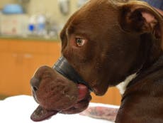 Animal shelter offers $1,000 reward over dog who had his muzzle taped shut