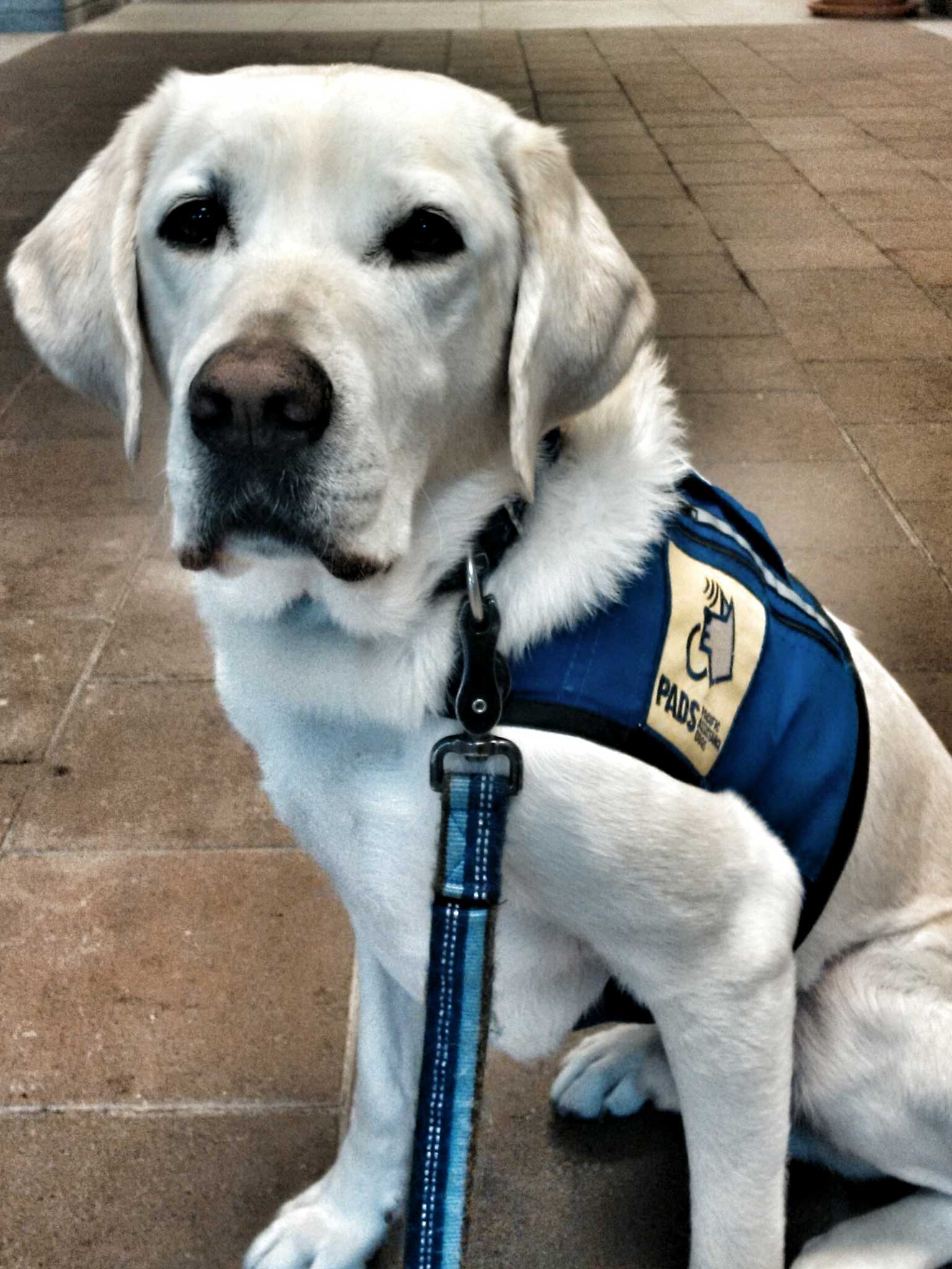Caber has been part of the police unit since 2010