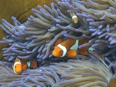 Great Barrier Reef not included on Unesco's 'in danger' list