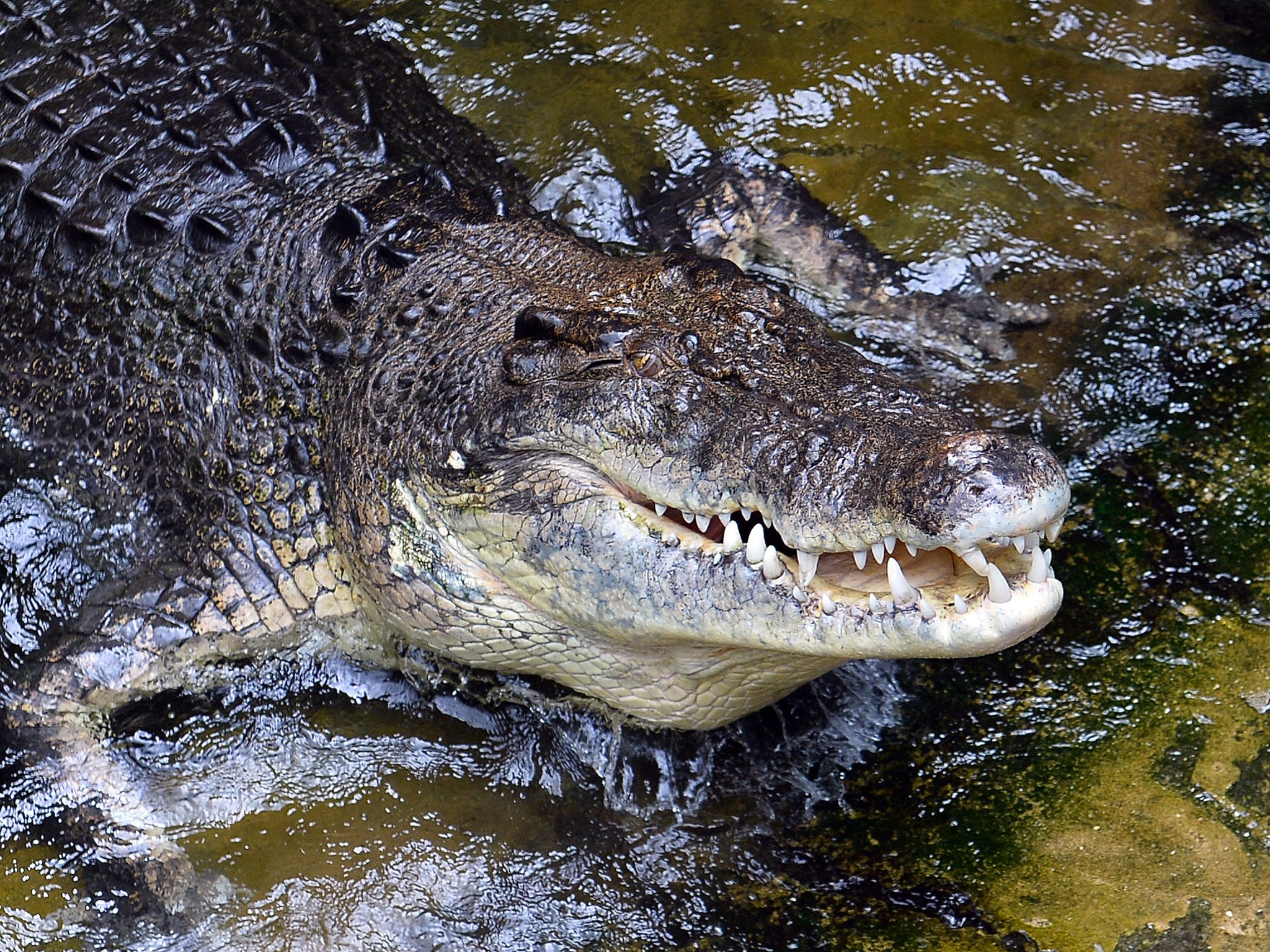The Endeavour River is known for its high number of crocodiles