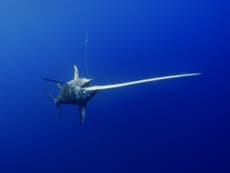 Hawaii fisherman dies after being impaled by swordfish's bill