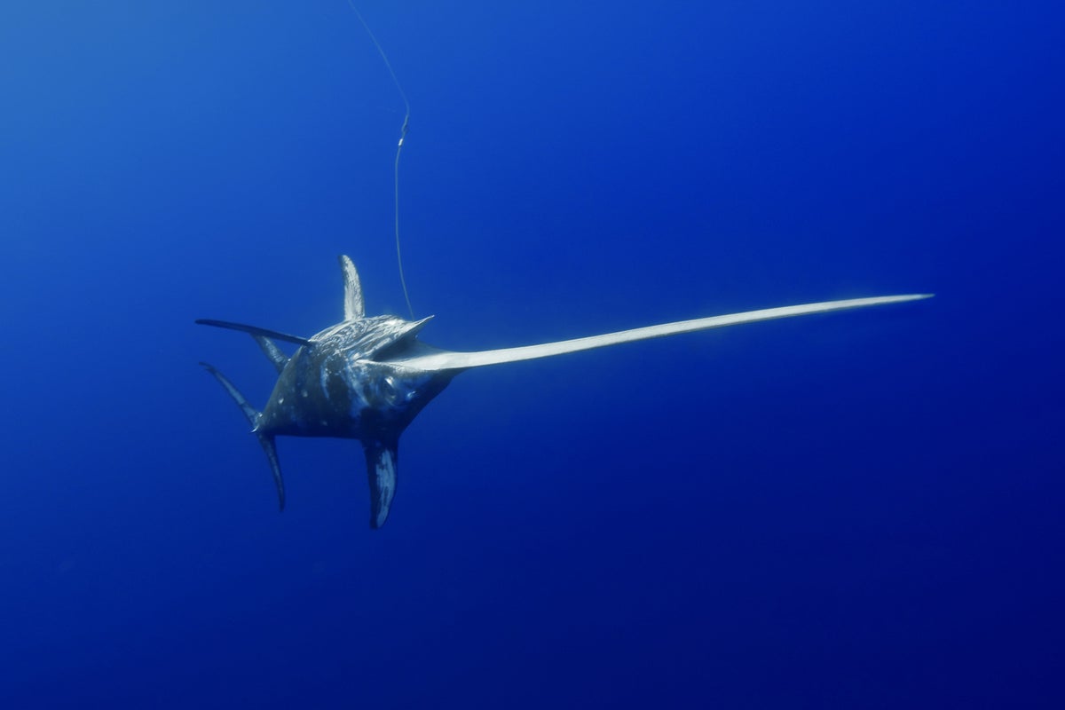 Hawaii fisherman dies after being impaled by swordfish's bill | The ...