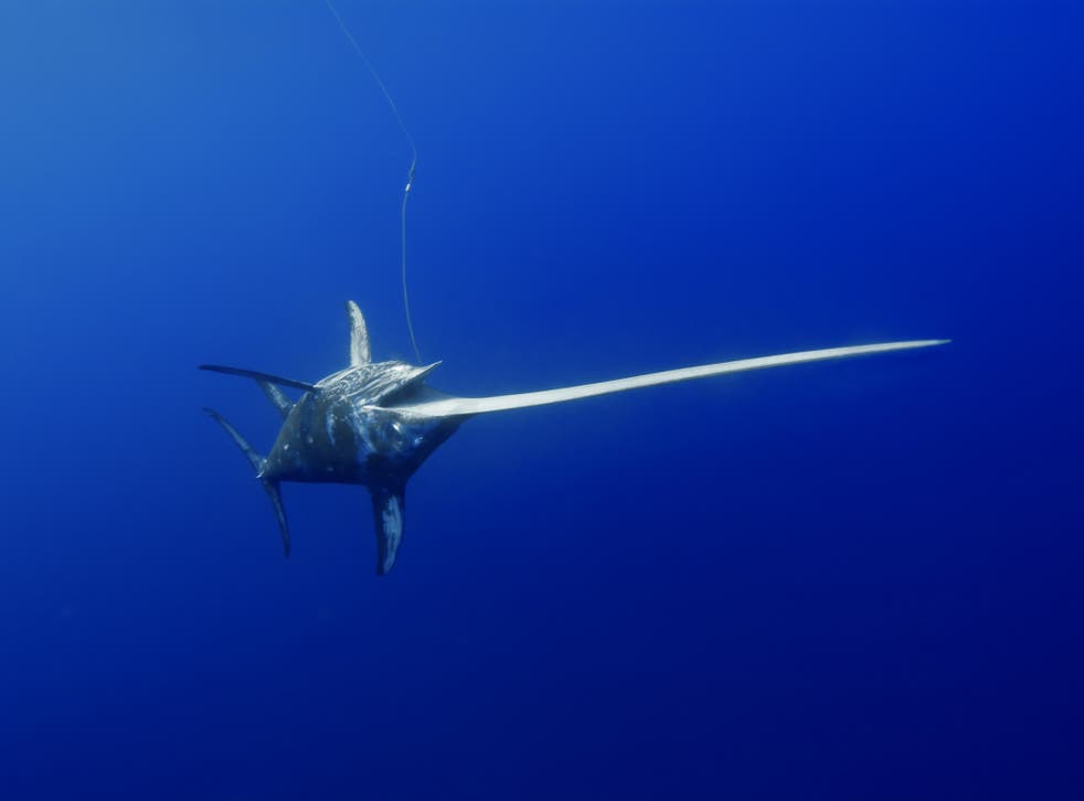 Swordfish do not usually attack humans