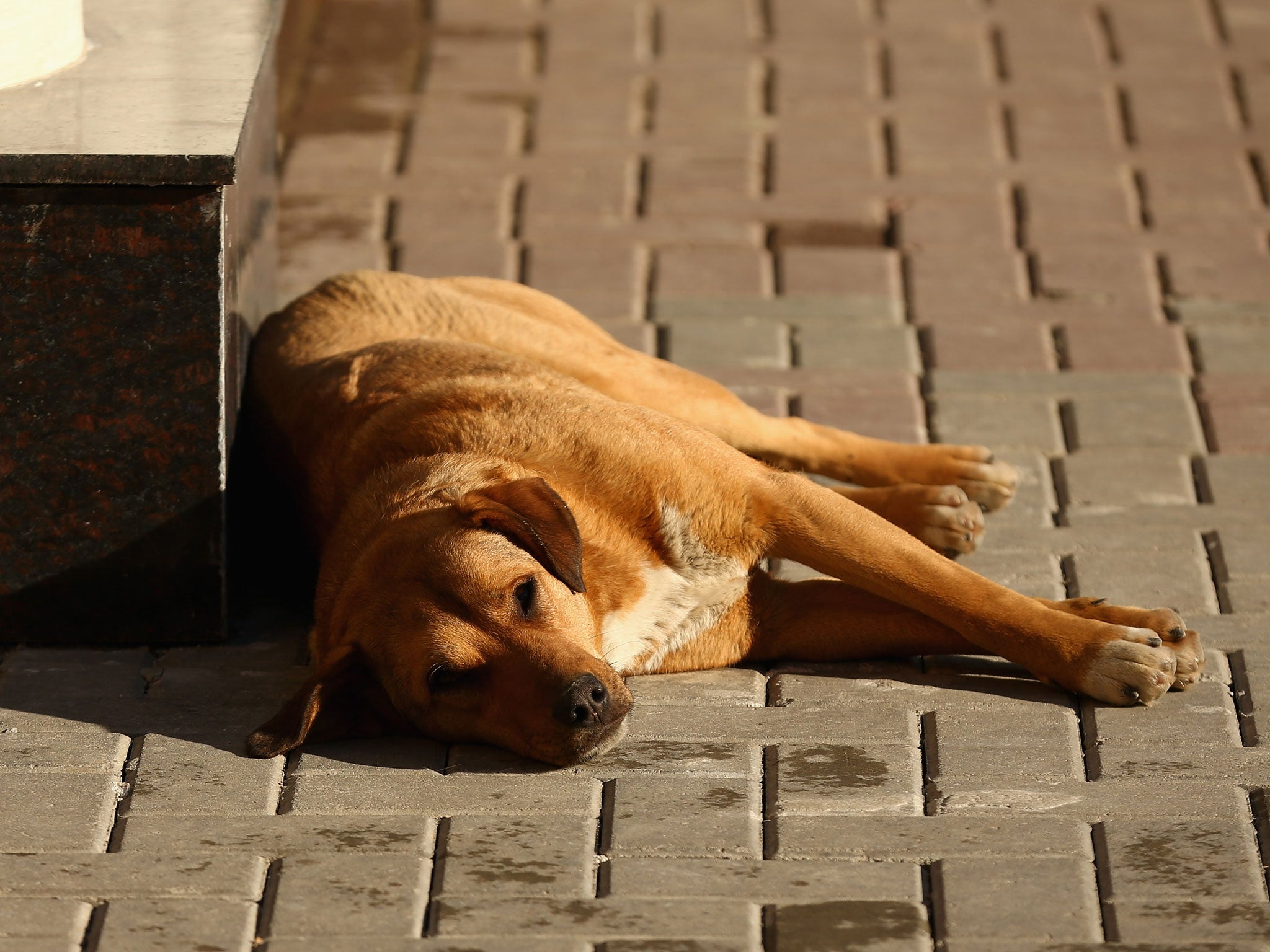 A binman was sacked for dragging a dog similar to the animal shown above across the floor