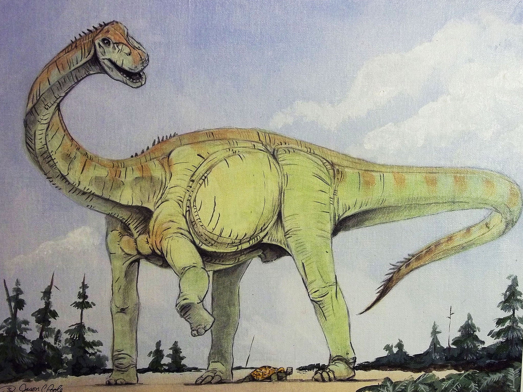 A sauropod