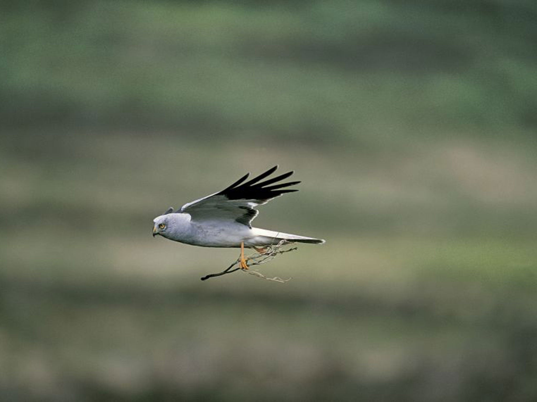 There are thought to be only a handful of nesting pairs of endangered Hen Harriers in England
