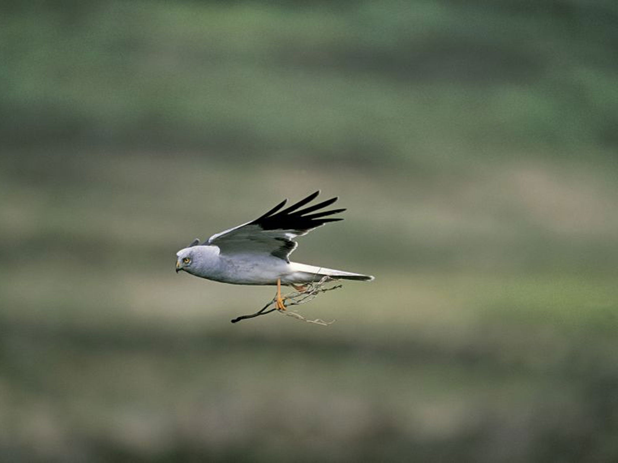 There are thought to be only a handful of nesting pairs in England