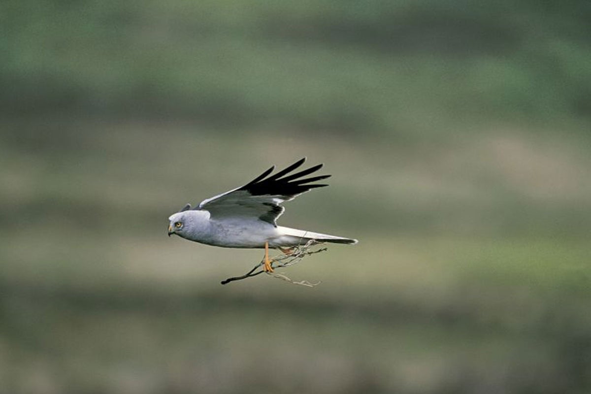 RSPB: One of England's rarest birds faces extinction | The Independent ...