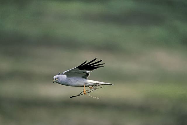 The hen harrier is 'barely hanging on as a breeding bird in England', according to the RSPB 