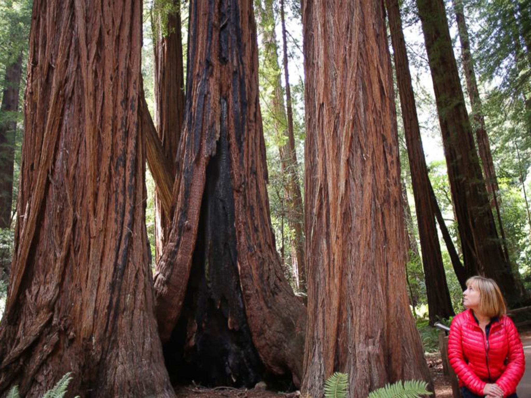 Emily Burns, Director of Science with Save the Redwoods League, sits near Redwoods at the Muir Woods National Monument