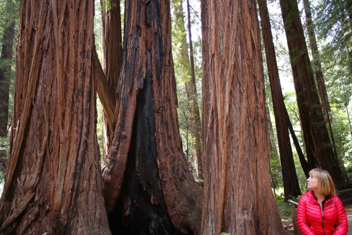 California redwood: This beautiful, soaring 249 foot tree is a mere 777 ...