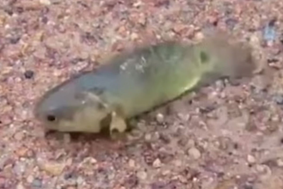 Fish which can walk out of water and breathe on land for six days ...