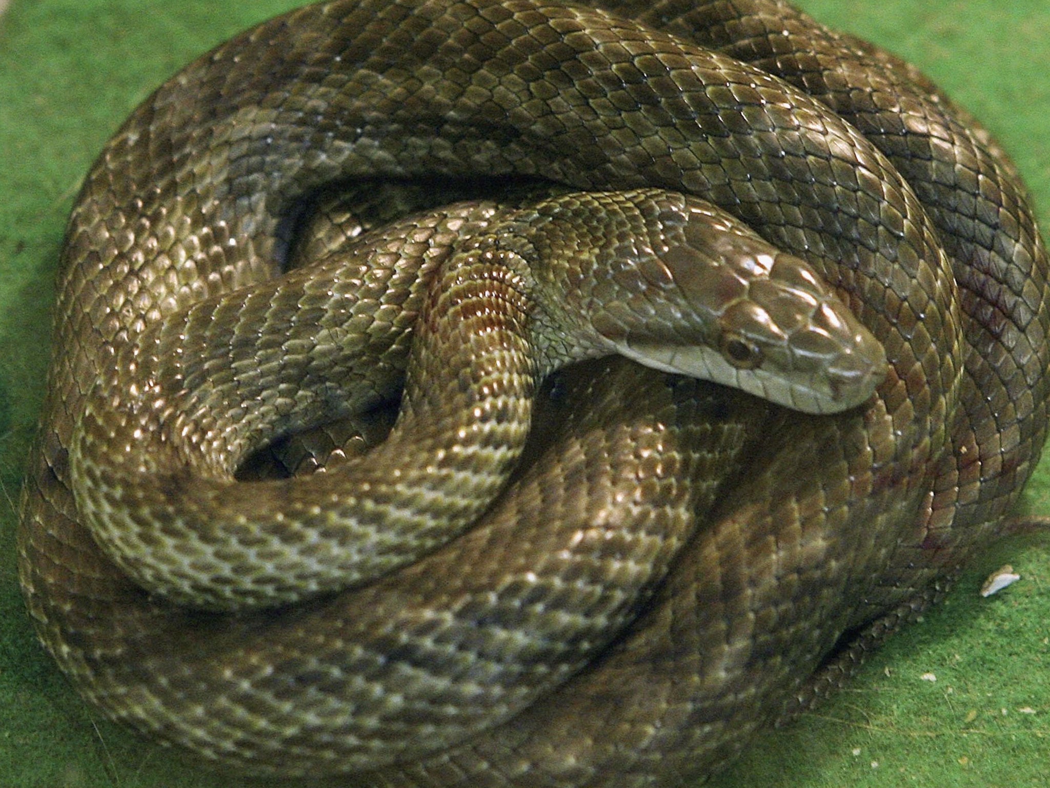 A family has said they were driven from their home by a snake infestation