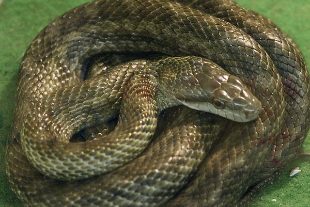 A family has said they were driven from their home by a snake infestation
