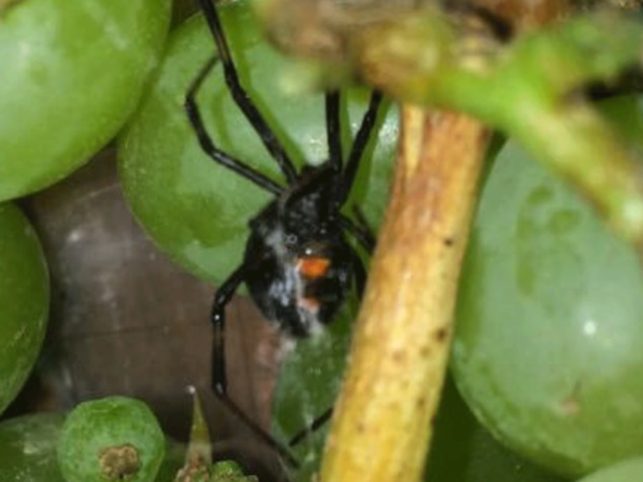 A black widow discovered in a bunch of grapes bought at a supermarket in Leamington Spa