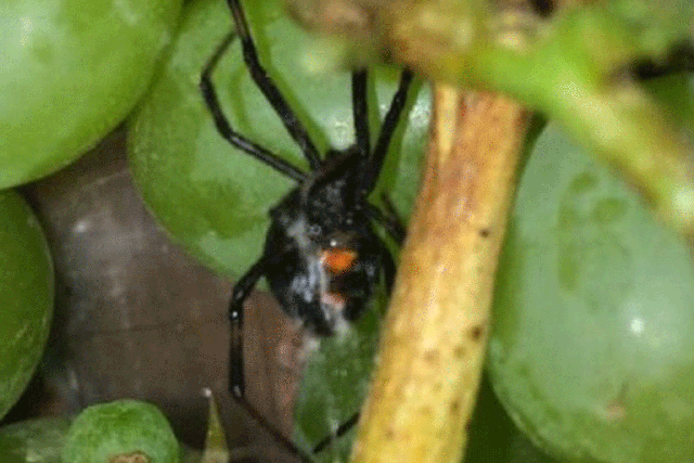 A black widow discovered in a bunch of grapes bought at a supermarket in Leamington Spa