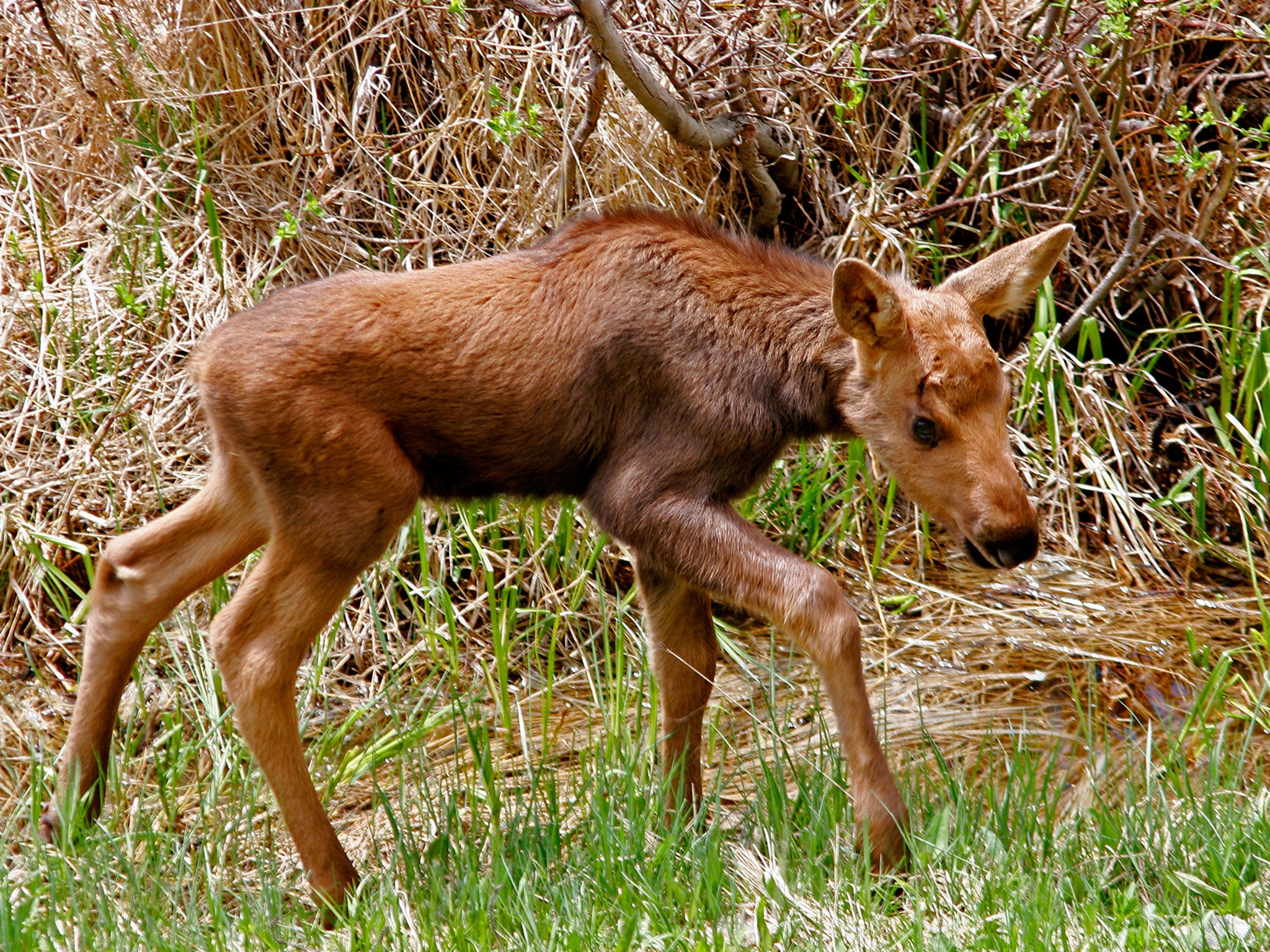 A moose calf