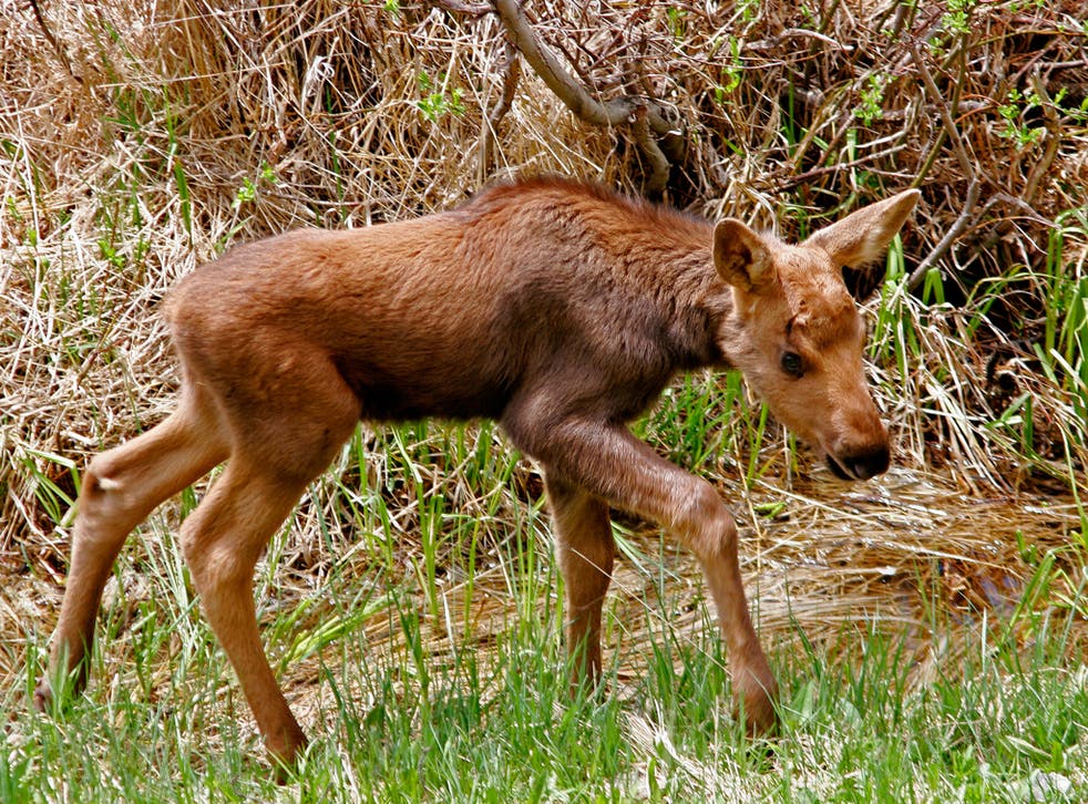 Forest Officials Blow Up Baby Moose After Concerned Camper Tells Them It Lost Its Mother The Independent The Independent