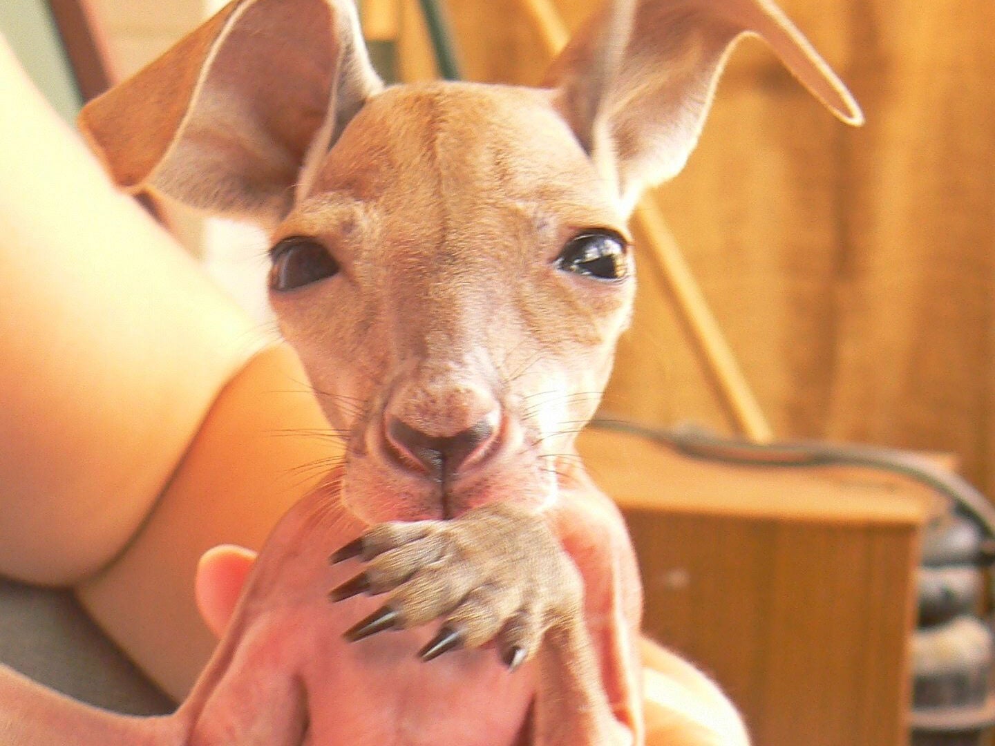 'Roger' was found as a baby and has been at the sactuary since (credit: Kangaroo Santuary/ Facebook)