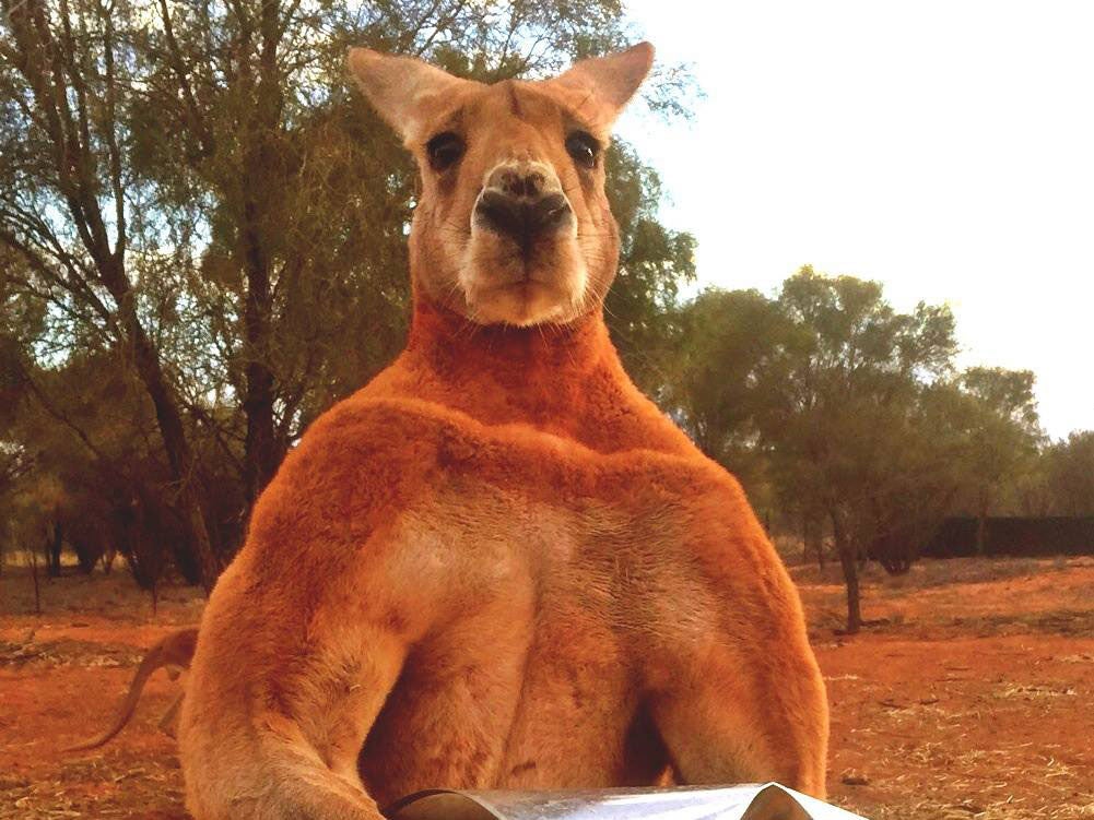 Meet 'Roger' the kangaroo who is 2m tall and 89kg