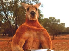 Meet 'Roger' the kangaroo who likes to chase his human keepers and