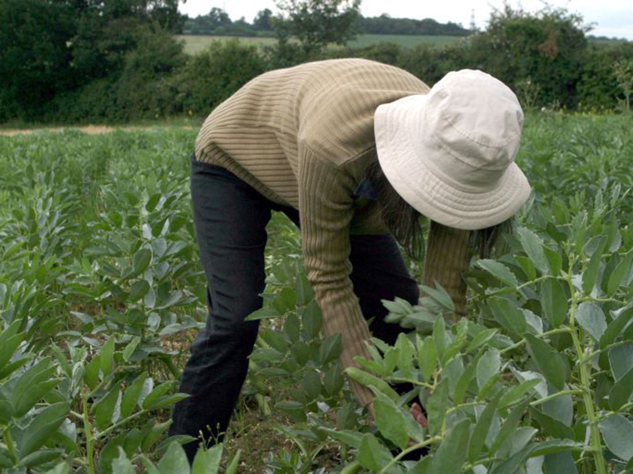 Eyeing the pods: the arrival of fresh peas is being greeted with the same enthusiasm as asparagus in May