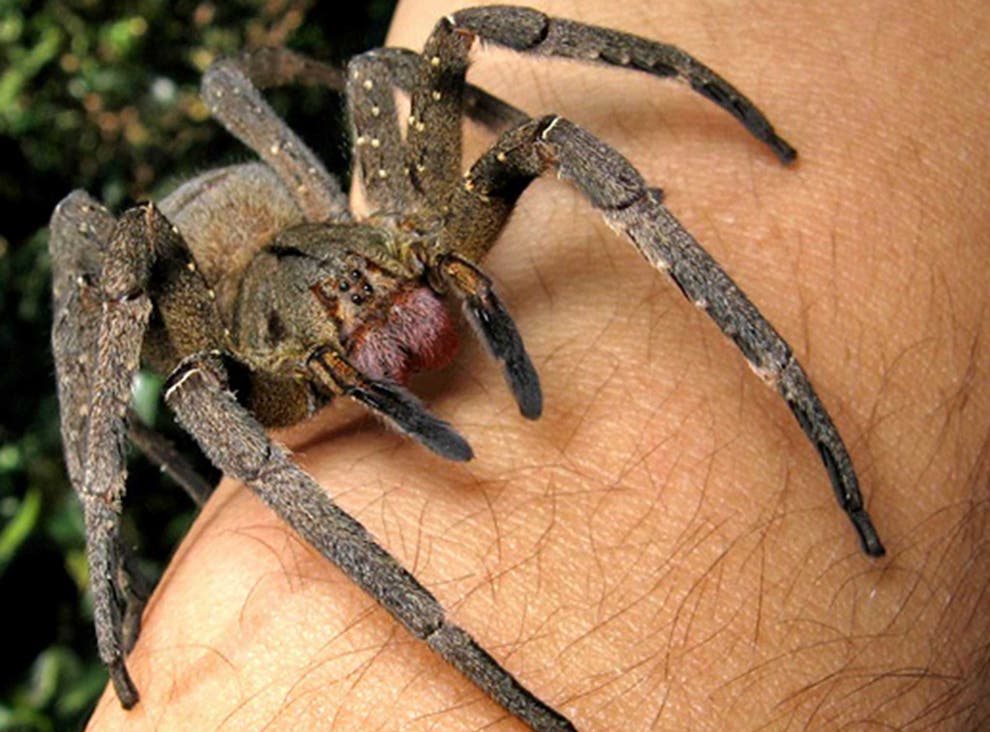 The Brazilian Wandering spider can be deadly. 