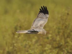 Disappearance of fifth hen harrier fuels concerns bird heading towards extinction 