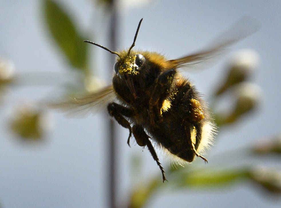 A service with airline Flybe had to turn back after a bee became lodged in one of its instruments