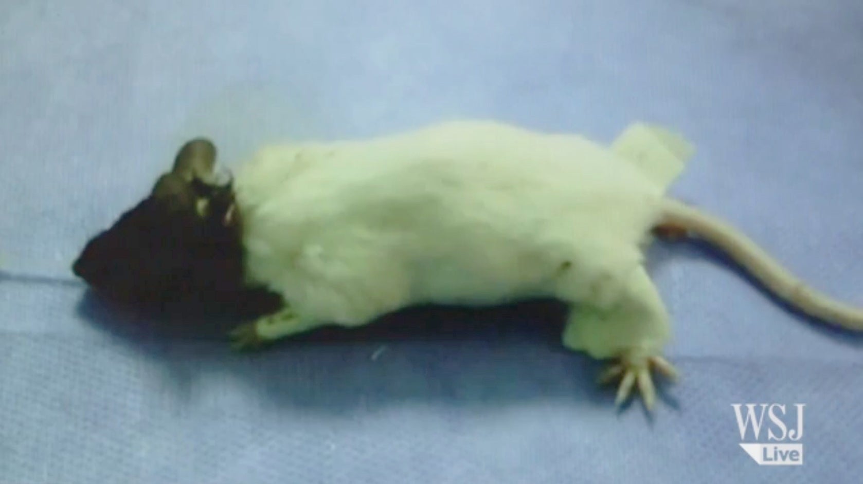 Scientists complete head transplant on a RAT in China