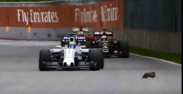 The groundhog runs for cover as Massa takes evasive action