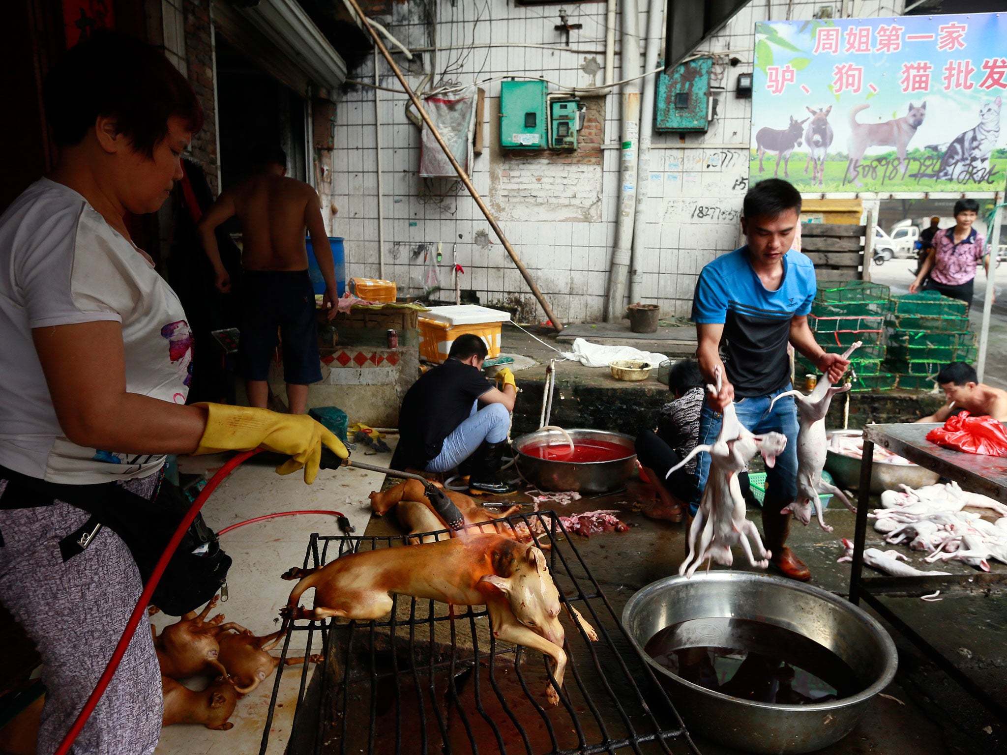 Workers are shown getting the day's dog and cat meat prepared for sale in the morning