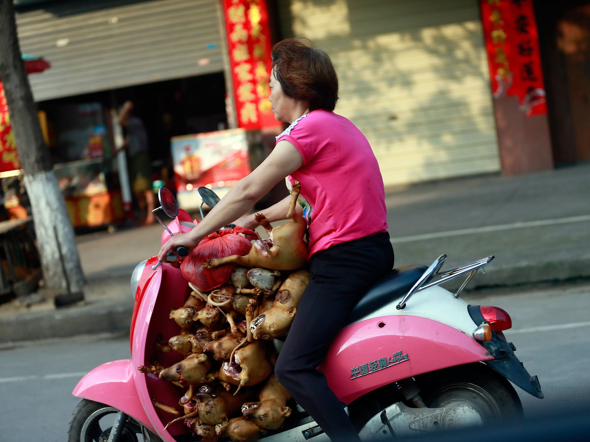 A woman on her moped transports more than 10 dogs, which had just been slaughtered, to her market shop for sale