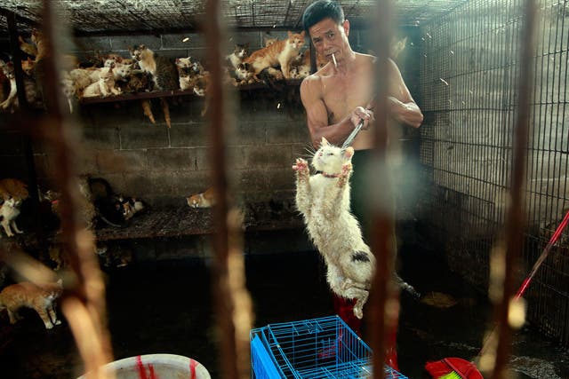 A slaughterhouse butcher transfers a cat to a cage, to be handed off to Peter Li. Shortly after, Li rescued the cat from the slaughterhouse 