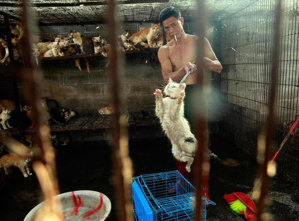 A slaughterhouse butcher transfers a cat to a cage, to be handed off to Peter Li. Shortly after, Li rescued the cat from the slaughterhouse 