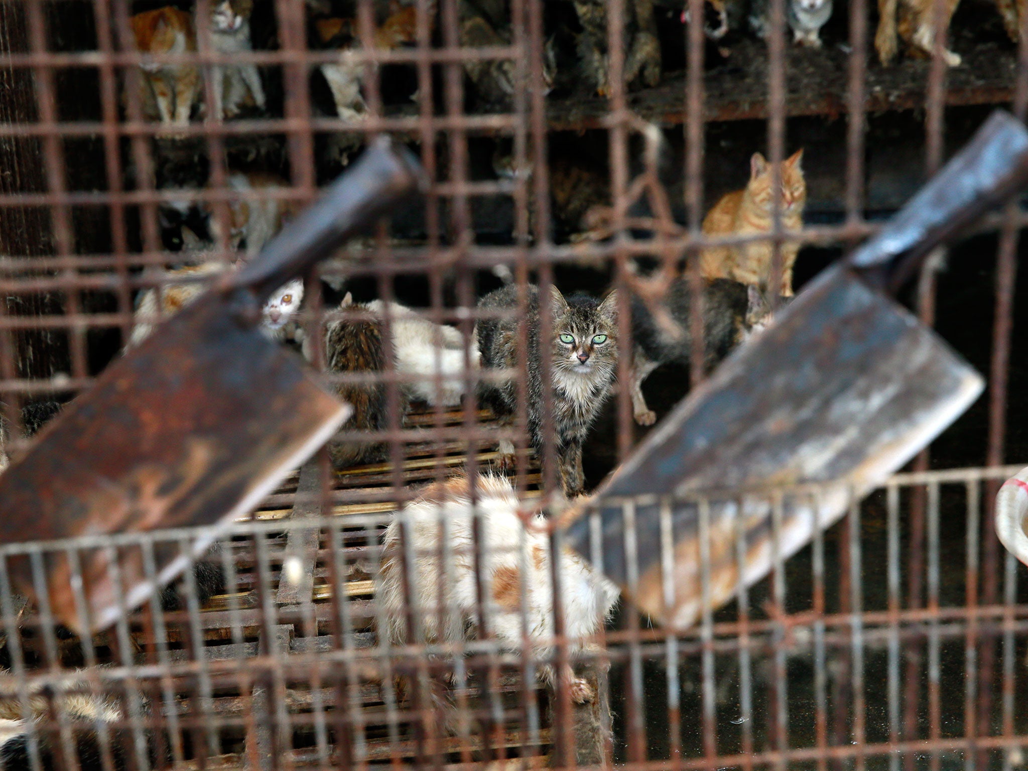 Two kitchen knives are shown stuck in an iron cage, which are used to butcher dozens of dogs and cats every day. These knives have to be sharpened daily due to the number of animals they're used to slaughter