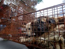 Western tourists fuelling demand for 'abhorrent' dog meat trade