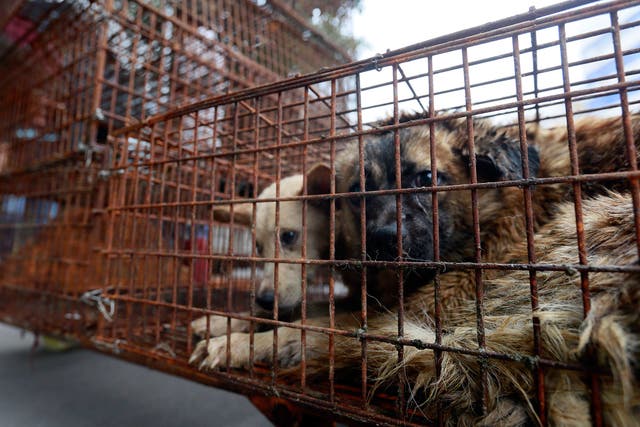 Caged dogs sit on the side of Renminzhong Road, waiting to be transferred to a slaughterhouse in a narrow alley 