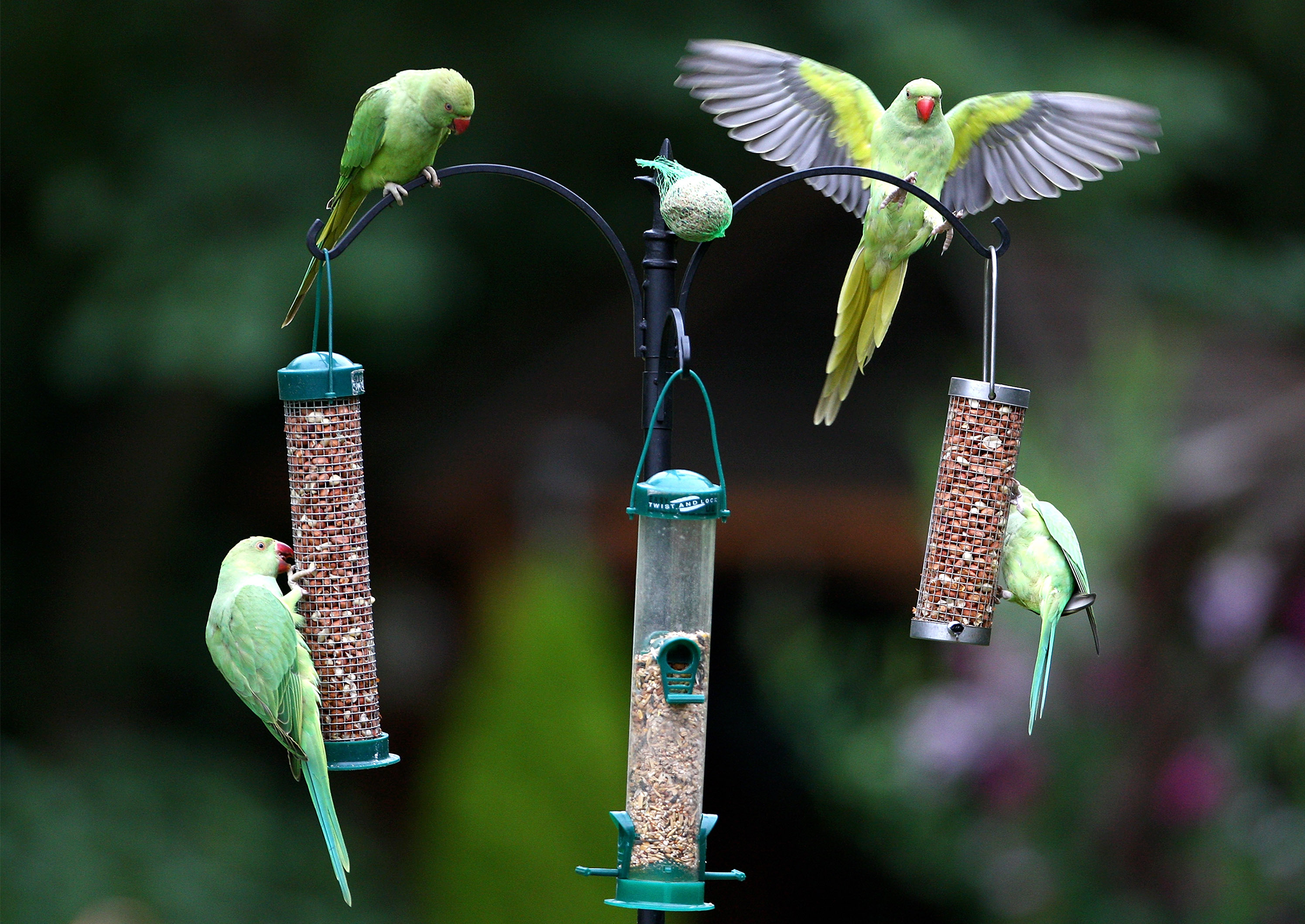 Parakeets feed from a bird feeder in a domestic back garden in Charshalton Beeches in London