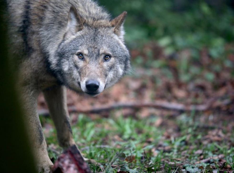 The government is expected to increase the number of wolves that can be culled in the next year by 50 per cent