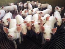 Hundreds of escaped piglets on the run in Ohio after livestock lorry