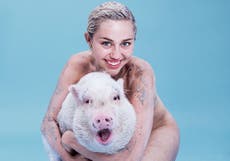 Cyrus poses nude with pet pig for cover