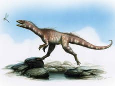 'T-Rex's cousin' discovered in Wales