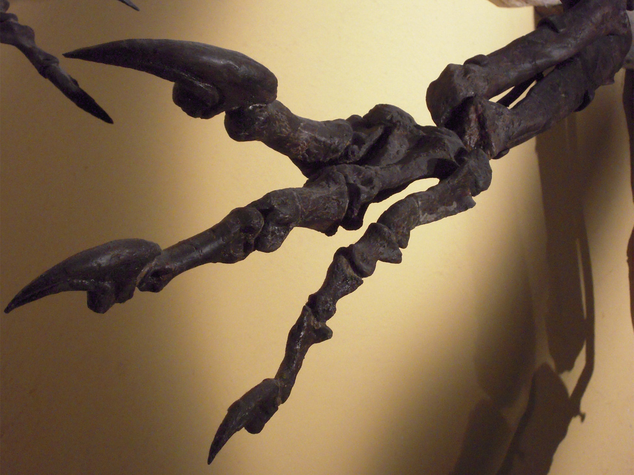 Clawed left hand of an Allosaurus, part the theropod group of dinosaurs. File photo